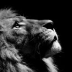 Profile picture of Хом'як Дмитро